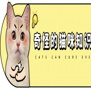 千万不要养缅因猫啊啊啊啊啊啊啊啊！！！