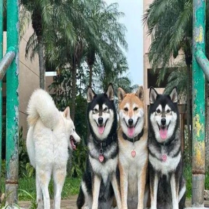 4只柴犬拍照唯独它最特别，背对镜头、张大嘴抢镜！