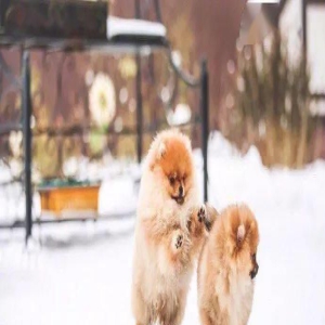 看别人家博美雪地照很美，就拿自家博美试了下...但这反差也是...